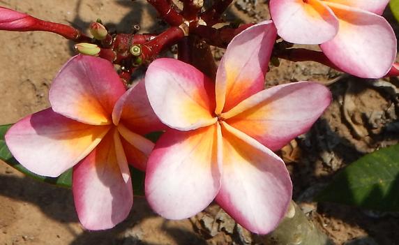 Plumeria rubra "Pizzazz"