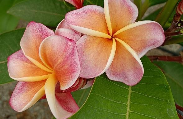 Plumeria rubra "Pompei"