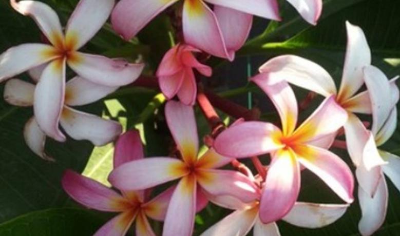 Plumeria rubra "Pramuans Delight"