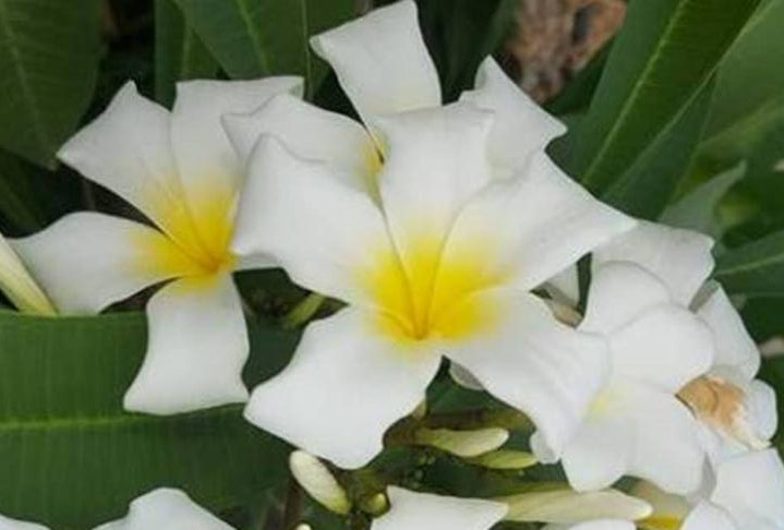 Plumeria rubra "Puebla"
