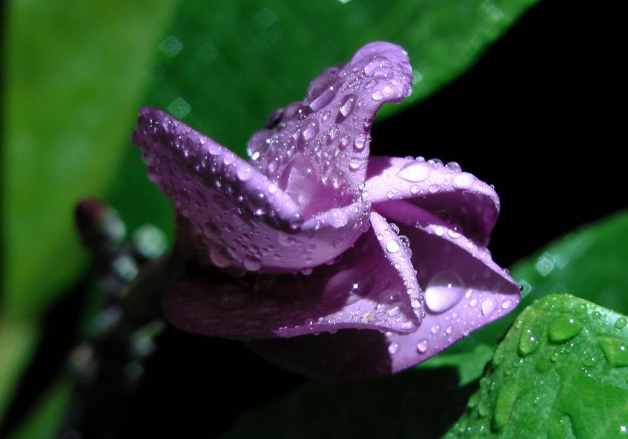 Plumeria rubra "Purple Jack"