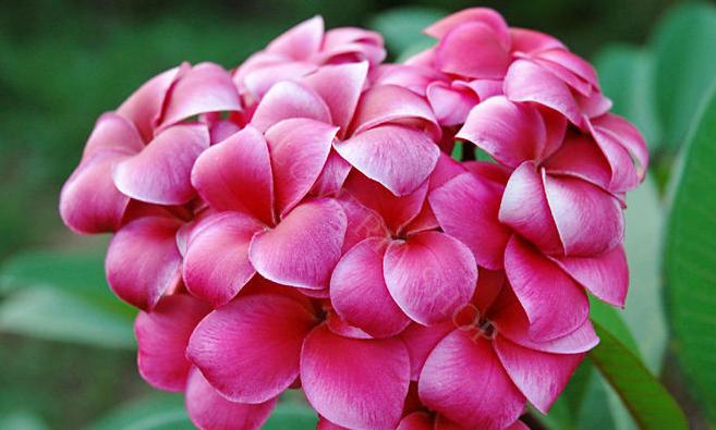 Plumeria rubra "R-03"