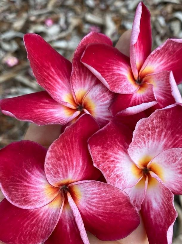 Plumeria rubra "Rachel Cloud"
