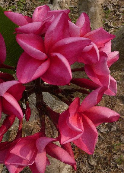 Plumeria rubra "Raffles"