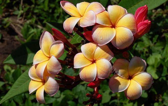 Plumeria rubra "Ratigkarn Orange"