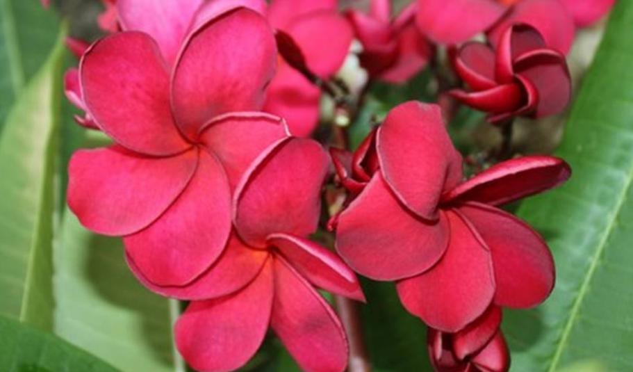 Plumeria rubra "Red Hot"