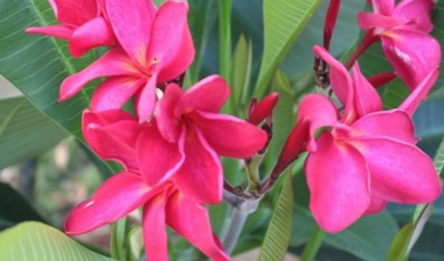 Plumeria rubra "Red Monalisa"