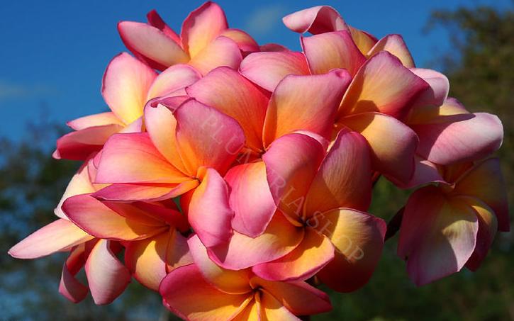 Plumeria rubra "Renoir"