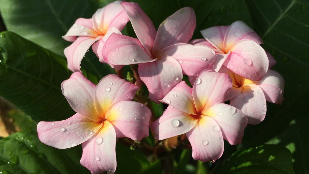 Plumeria rubra "Roma"