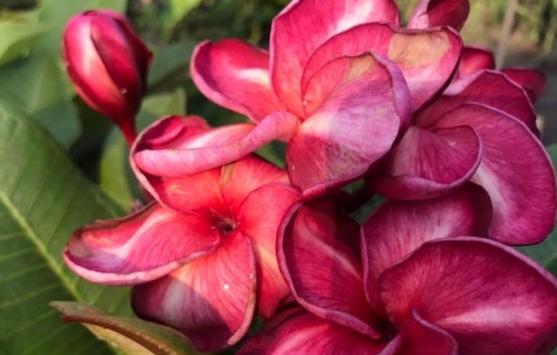 Plumeria rubra "SK Auriga"