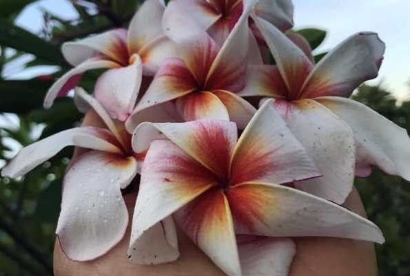 Plumeria rubra "SK Lollipop"