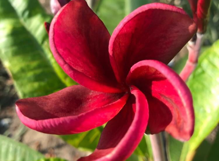Plumeria rubra "SK Lucky Turbine"