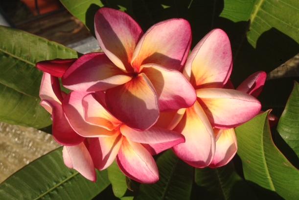 Plumeria rubra "Saeng Tian Tong" aka #4806