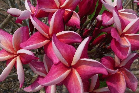 Plumeria rubra "Safari"