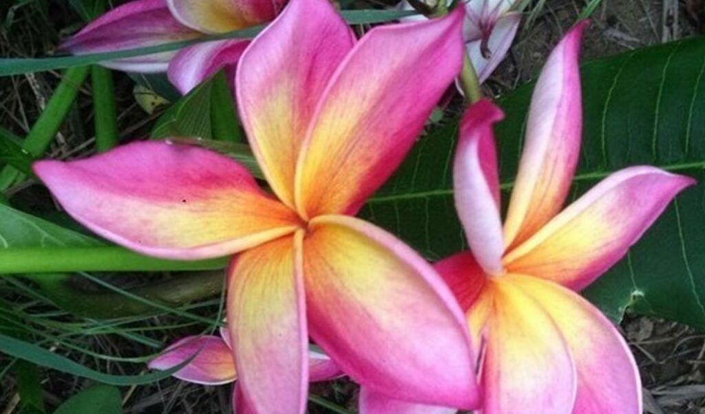 Plumeria rubra "Sakor Nat"