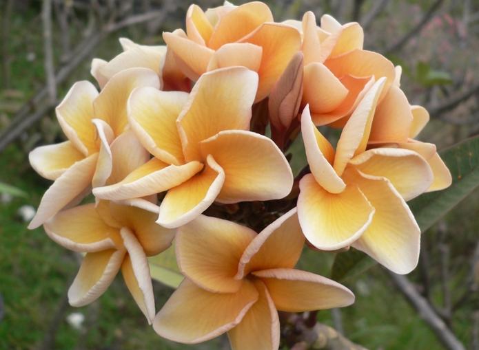 Plumeria rubra "Salmon Brown"