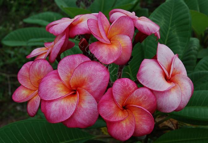 Plumeria rubra "Sang Warn Tabtim"- "Super Round"