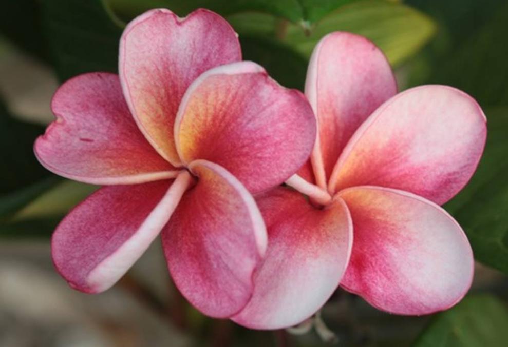 Plumeria rubra "Sangria"
