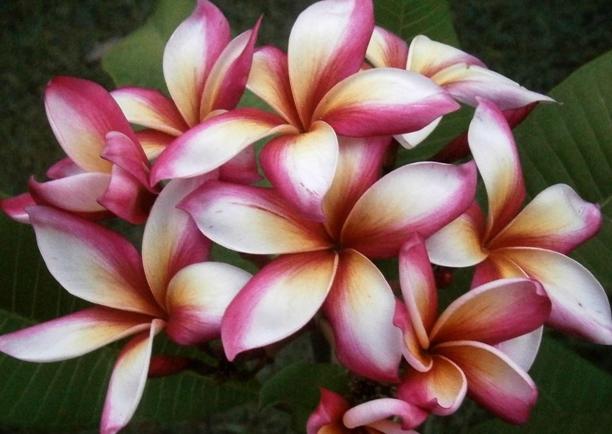 Plumeria rubra "Saree"