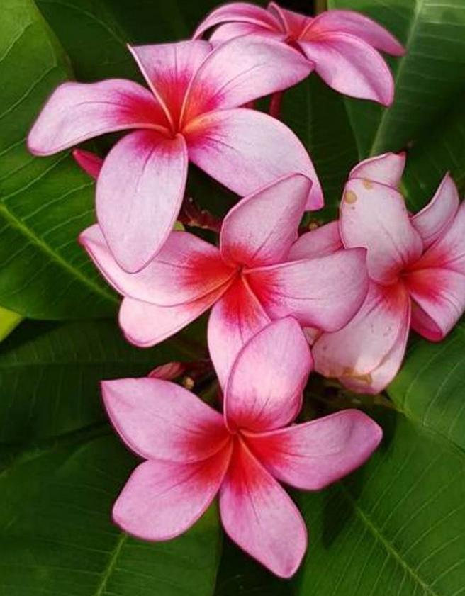 Plumeria rubra "Sasha"