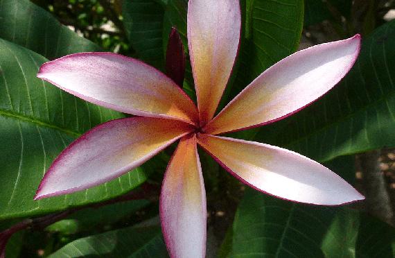 Plumeria rubra "Sea Star"