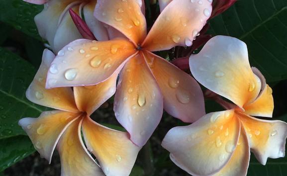 Plumeria rubra "Sedona"