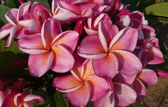 Plumeria rubra "Serenade"