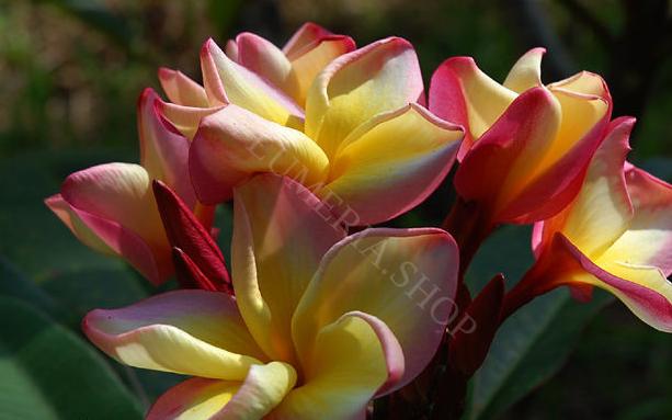 Plumeria rubra "Sheer Beauty"