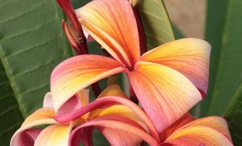 Plumeria rubra "Shooting Star"