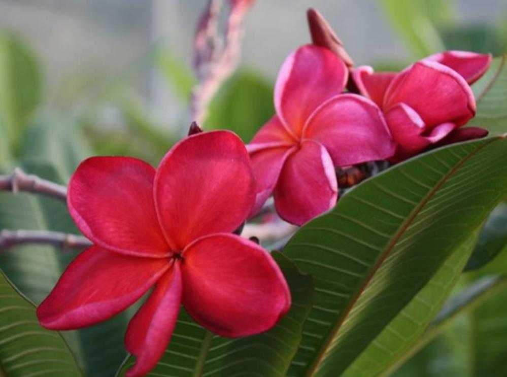 Plumeria rubra "Siam Ruby" aka "Siam Red"