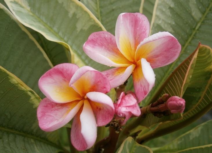 Plumeria rubra "Silver Leaf"