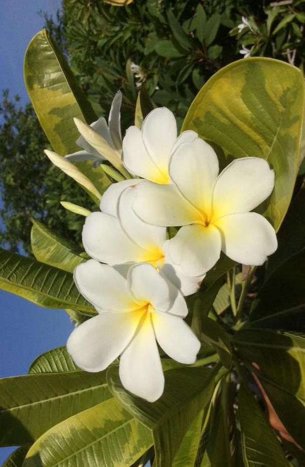Plumeria obtusa "Singapore White"