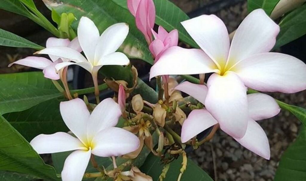 Plumeria rubra "Slaughter Pink"