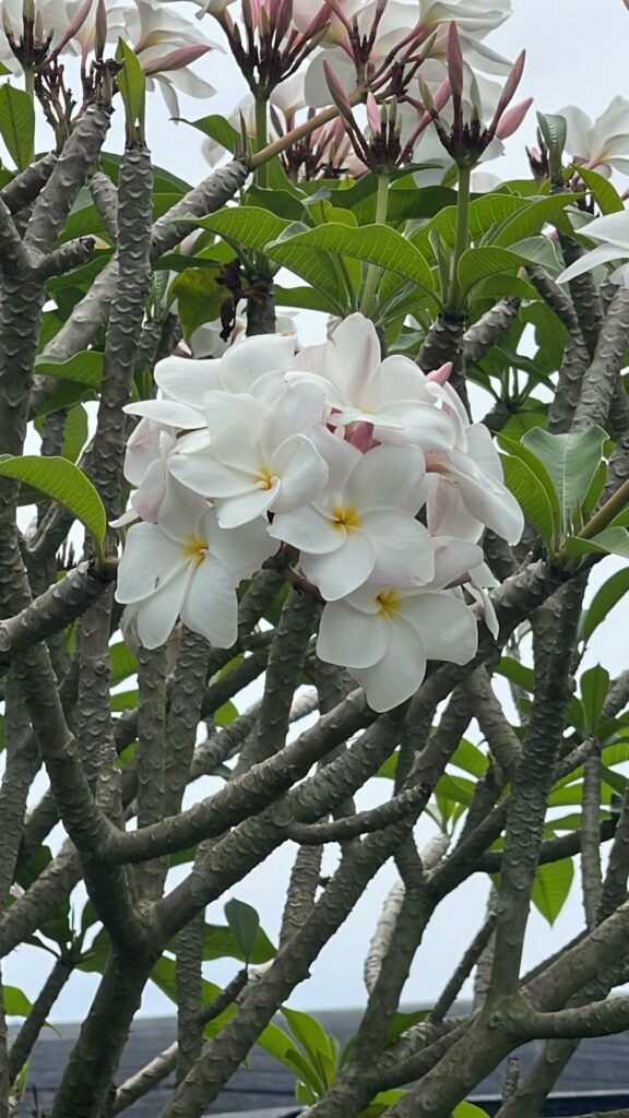 Plumeria rubra "Snow Ball"
