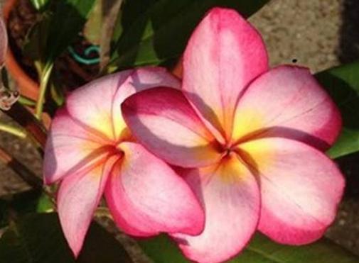 Plumeria rubra "Soluna"