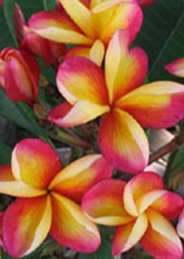 Plumeria rubra "Som Suay"