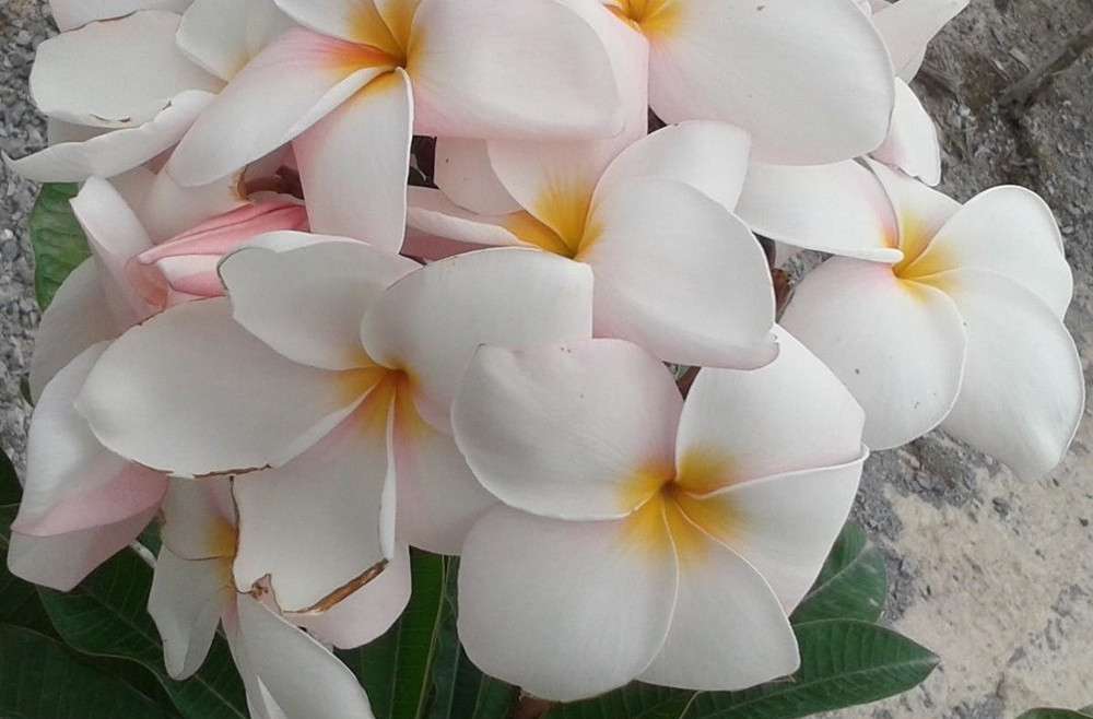 Plumeria rubra "Sorn Ram"