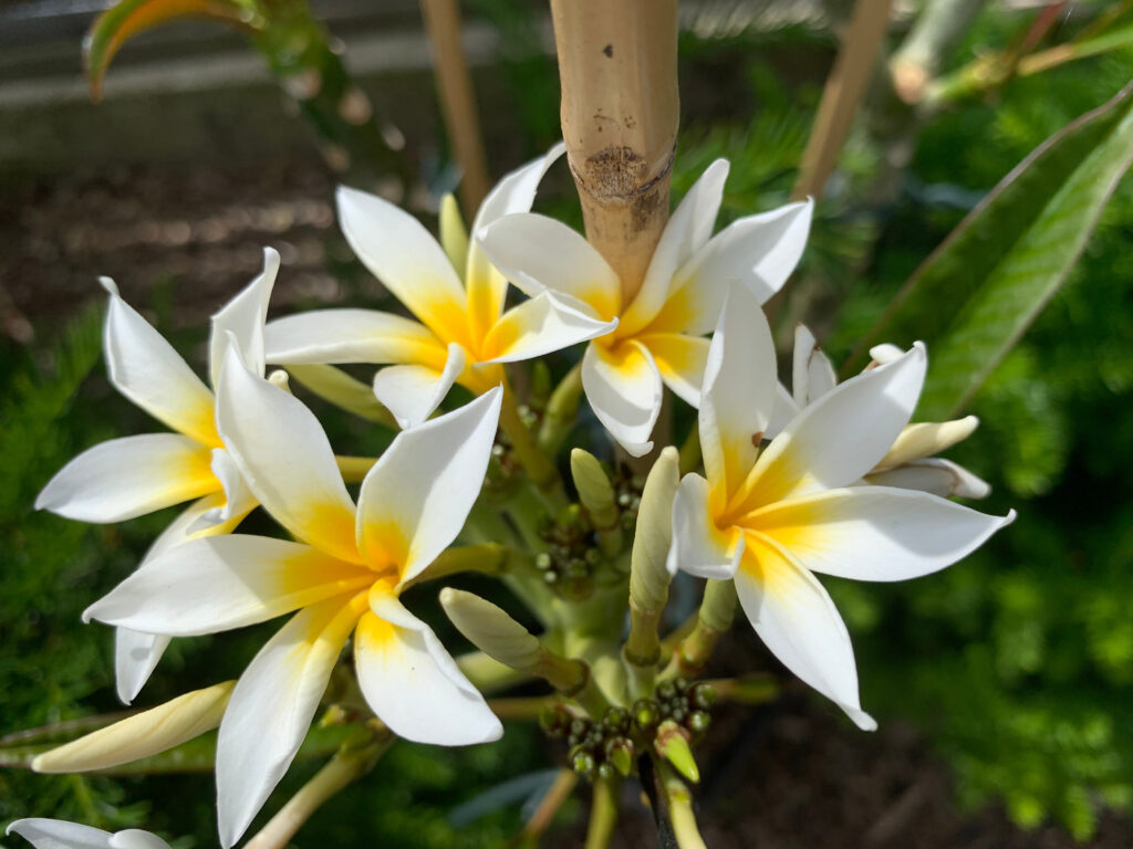 Plumeria rubra "Star White"