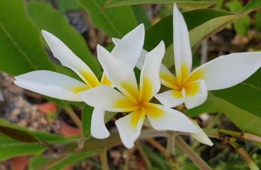Plumeria rubra "Stella di Davide"