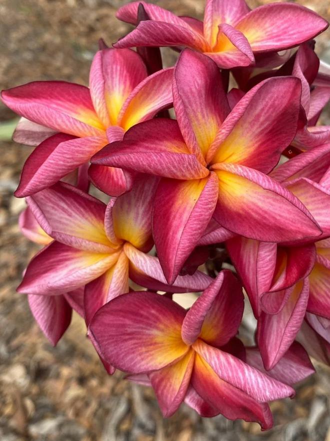 Plumeria rubra "Sun Star"
