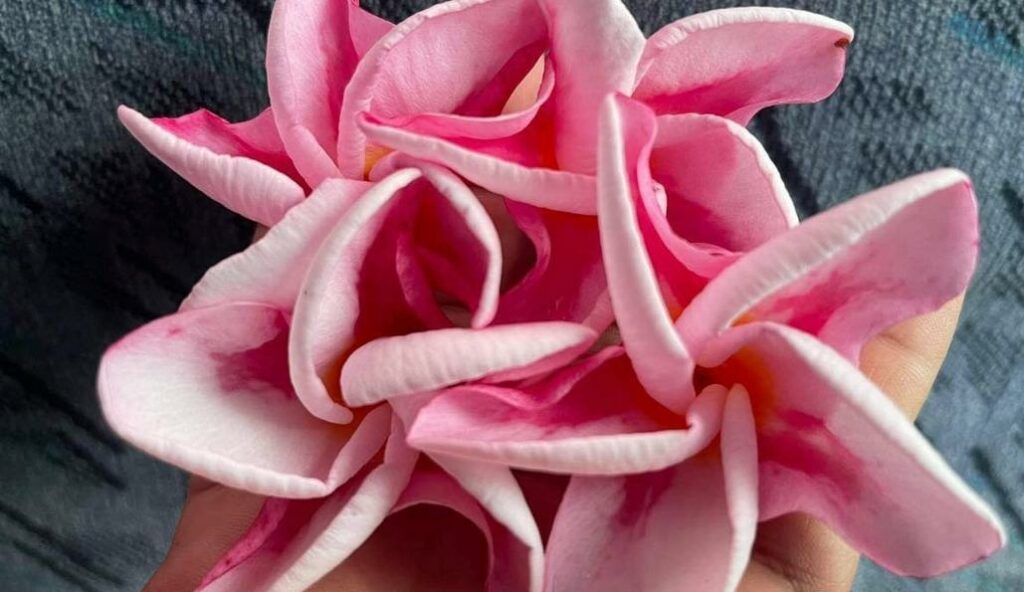 Plumeria rubra "Supastar"