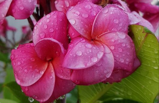 Plumeria rubra "Super Round"