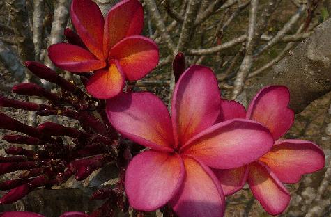 Plumeria rubra "Supernova"