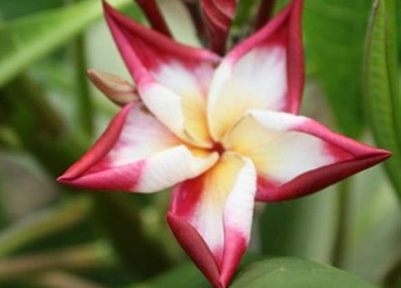 Plumeria rubra "Taj Mahal"