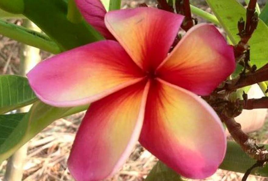 Plumeria rubra "Taweechoke"