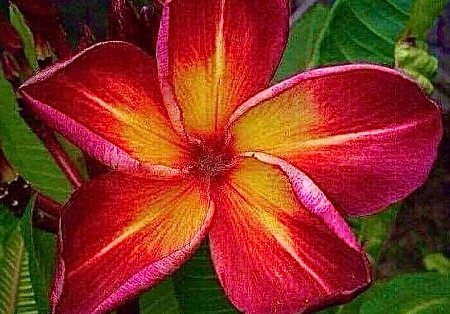 Plumeria rubra "Tears of the Sun"