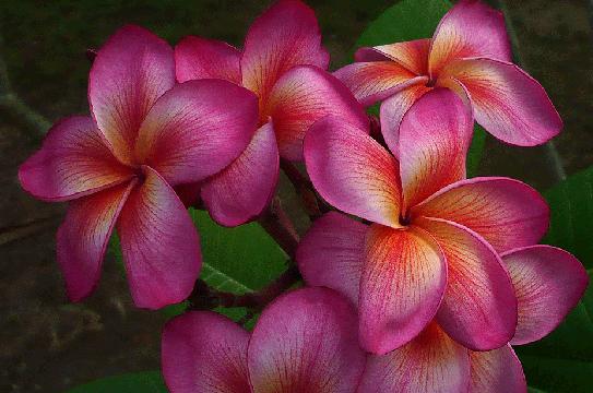 Plumeria rubra "Temptation"