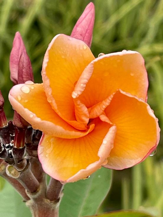 Plumeria rubra "Thai Orange"