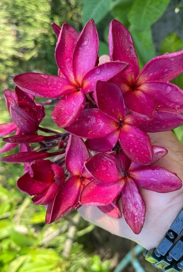 Plumeria rubra "Thai Taj Mahal"