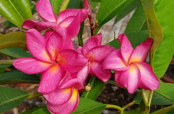 Plumeria rubra "Tiffany"